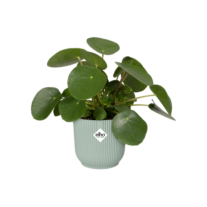 vibes fold rond 16cm vert sorbet